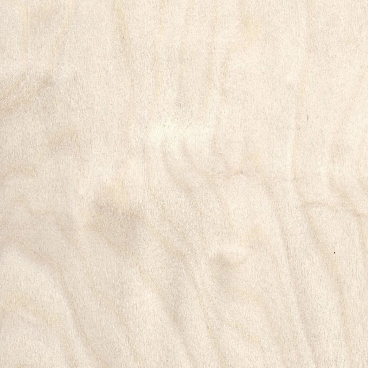 Birch veneer for internal doors