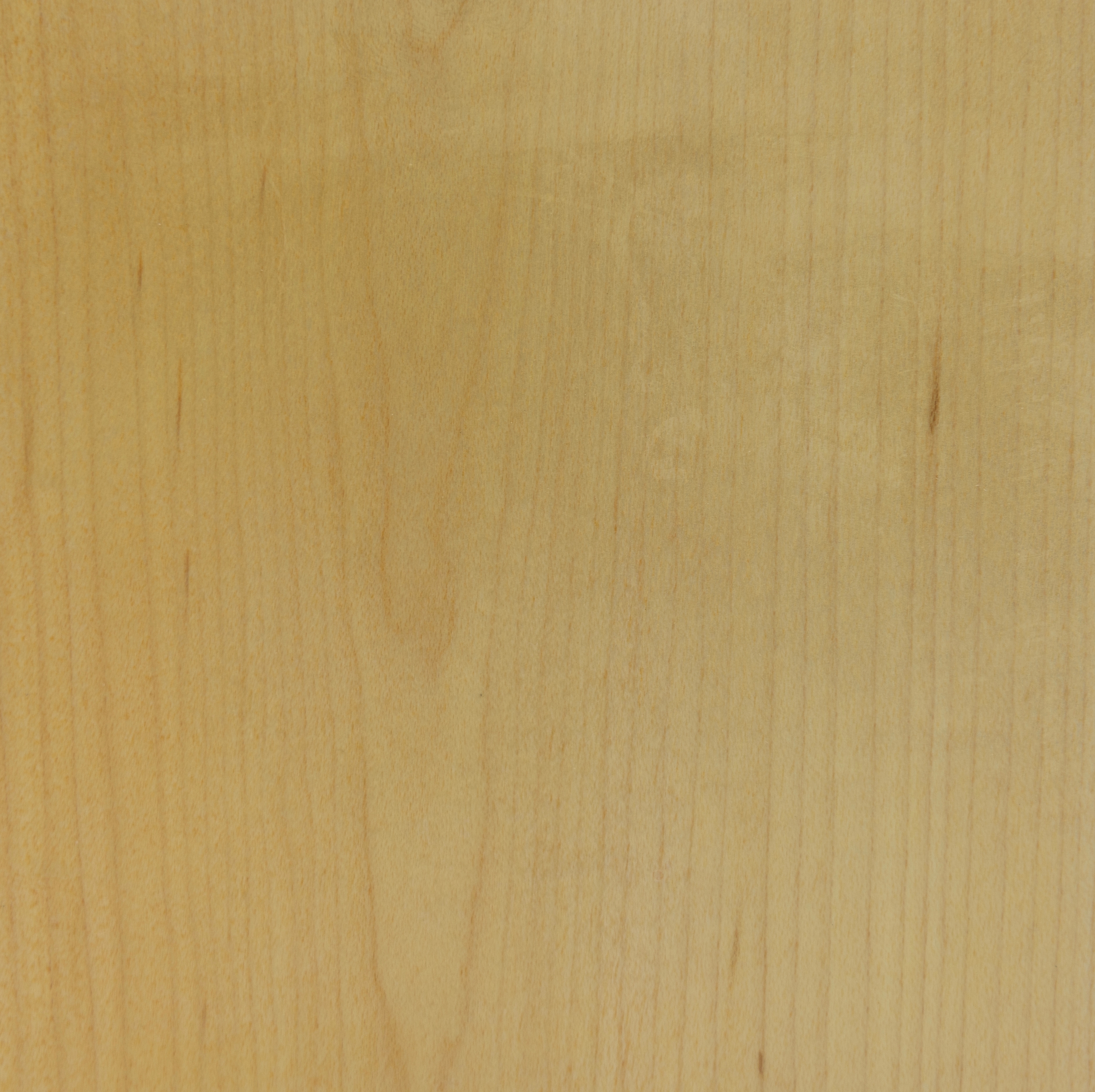 Crown Cut Maple veneer